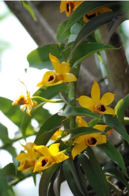 Hoa lan trầm vàng - Loài hoa có hương thơm dịu dàng và quyến rũ 12 - kythuatcanhtac.com