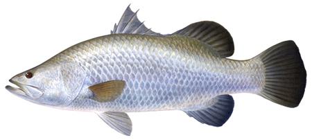 Đặc điểm sinh học của cá Chẽm - kythuatcanhtac.com
