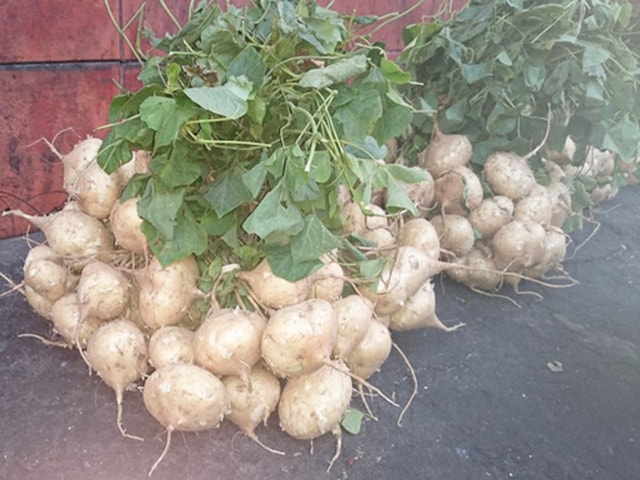 Cách trồng củ đậu - kythuatcanhtac.com