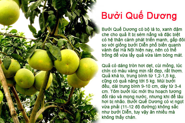 buoi-que-duong-5 - kythuatcanhtac.com