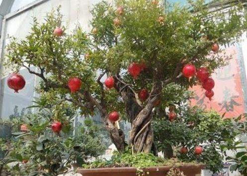 Cây lựu – Cách trồng và chăm sóc cây lựu 6 - kythuatcanhtac.com