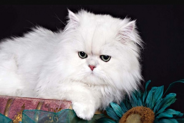 Mèo Ba Tư - Đặc điểm, giá bán, cách nuôi và chăm sóc tốt nhất - 3 - kythuatcanhtac.com