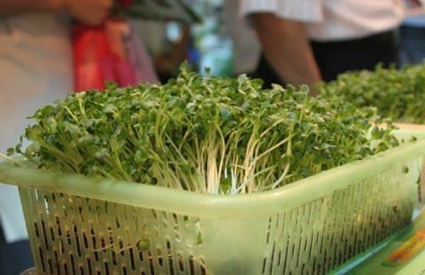 Học ngay 2 cách trồng rau mầm đơn giản trong 1 tuần, rau giòn bùi cực ngon - 3 - kythuatcanhtac.com