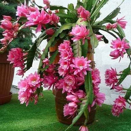 Cây hoa nhật quỳnh khoe sắc rực rỡ - kythuatcanhtac.com