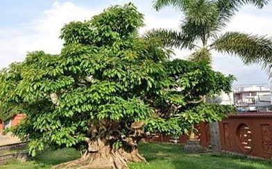 Cây bồ đề? – Đặc điểm, cách trồng và chăm sóc cây bồ đề 4 - kythuatcanhtac.com