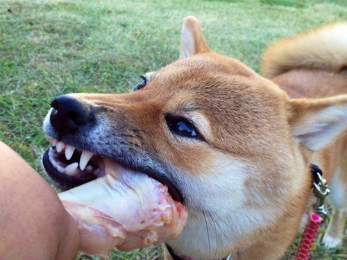 Chó Shiba Inu đang gặm xương - kythuatcanhtac.com