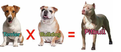 Chó Pitbull - Nguồn gốc, đặc điểm, cách chăm sóc chú chó Pitbull 16 - kythuatcanhtac.com