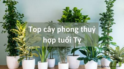 Top cây phong thủy hợp tuổi Tỵ - kythuatcanhtac.com