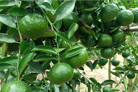 Chăm sóc vườn cam sành cho quả to đồng đều, bóng đẹp - kythuatcanhtac.com