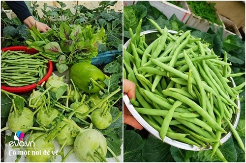 Mẹ Hưng Yên cẩu đất lên sân thượng trồng cà chua, vài tháng sau được cả vườn sai lúc lỉu - 17 - kythuatcanhtac.com