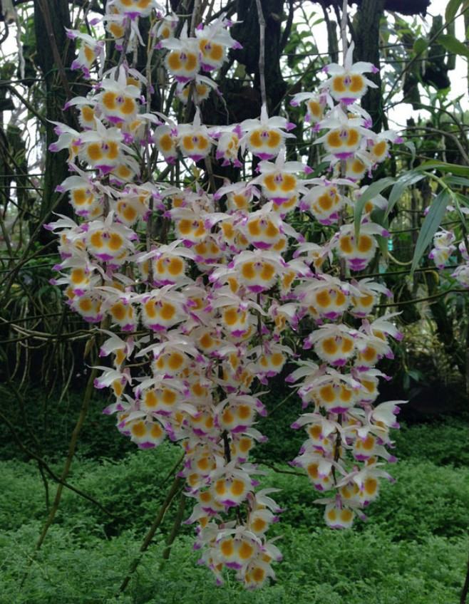 Hoa lan tam bảo sắc - Nguồn gốc, đặc điểm, cách trồng và chăm sóc hoa lan tam bảo sắc 12 - kythuatcanhtac.com