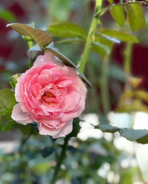 Mẹ đơn thân được chồng cũ chu cấp 10 tỷ/tháng, ở nơi xa hoa, trồng hồng to như cái đĩa - 11 - kythuatcanhtac.com