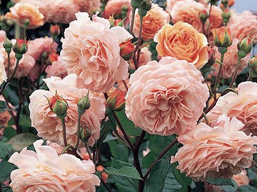 Hoa hồng ngoại Leander Rose - Loại hoa hồng độc đáo 4 - kythuatcanhtac.com