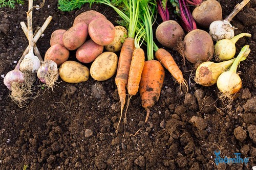 9 loại rau ăn củ bạn có thể trồng thành công - kythuatcanhtac.com