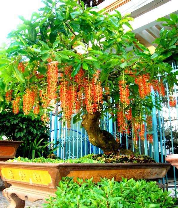 10 Cây cảnh bonsai đẹp nhất và cách chăm sóc cây bonsai đúng kỹ thuật - 10 - kythuatcanhtac.com