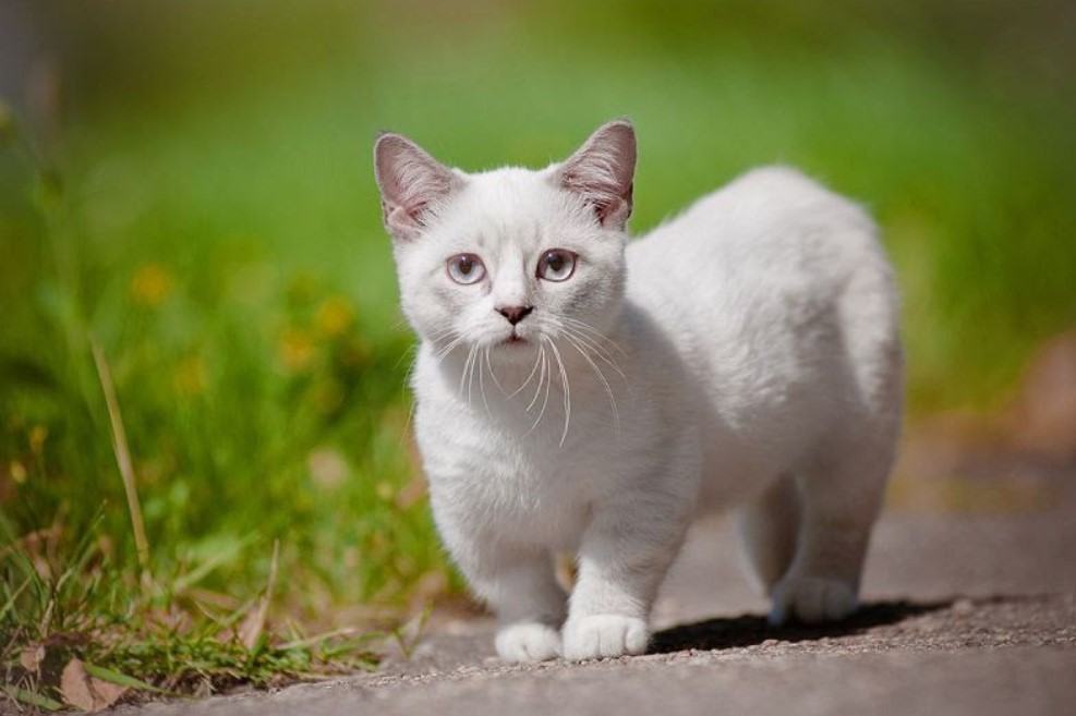Mèo Munchkin - Chú Mèo "chân ngắn" xinh xắn và đáng yêu 10 - kythuatcanhtac.com