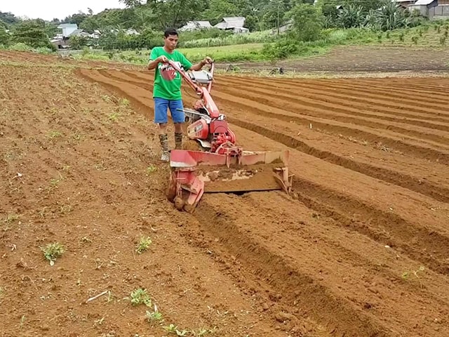 Đất trồng khoai lang - kythuatcanhtac.com