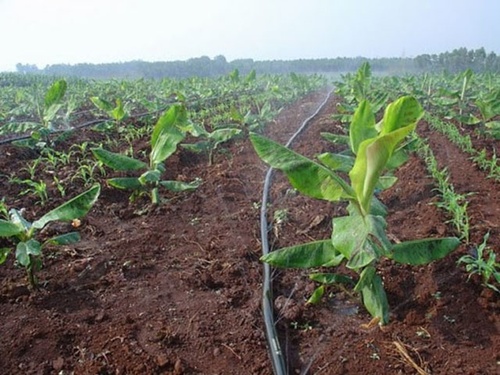 Mô hình trồng chuối cấy mô - kythuatcanhtac.com