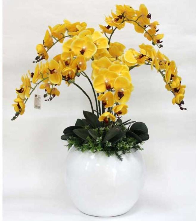 Hoa lan màu vàng - Những ý nghĩa của hoa lan màu vàng có thể bạn chưa biết 9 - kythuatcanhtac.com