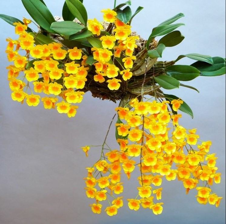Hoa lan vảy rồng - Nguồn gốc, đặc điểm, cách trồng và chăm sóc hoa lan vảy rồng 28 - kythuatcanhtac.com