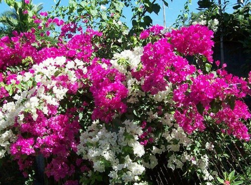 ảnh cây hoa giấy đẹp nhẹ nhàng - kythuatcanhtac.com