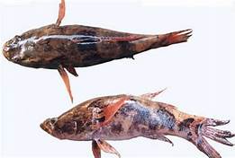 Đặc điểm chung của cá Bống Tượng - kythuatcanhtac.com