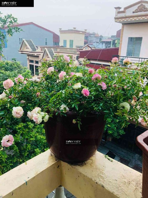 Ngôi nhà ngát hương từ 200 chậu hoa hồng của mẹ đảm Hưng Yên - 5 - kythuatcanhtac.com