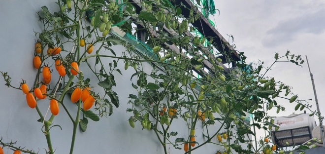 Bầu bí 7 tháng, mẹ Sài Gòn vẫn còng lưng trồng rau sân thượng, thành quả ngoài mong đợi - 14 - kythuatcanhtac.com