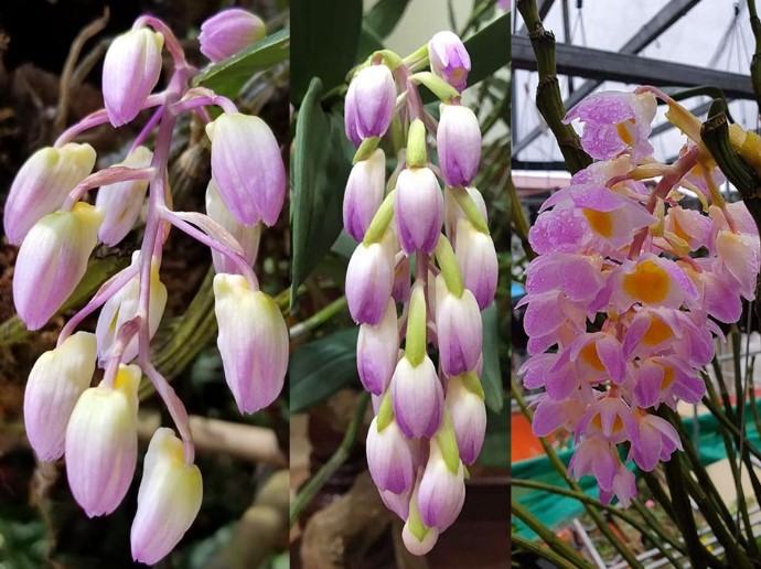 Hoa lan kiều tím - Loài hoa có vẻ đẹp không tỳ vết 26 - kythuatcanhtac.com