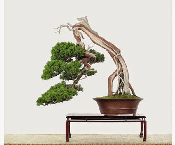 cay-bonsai-dang-sieu-3a - kythuatcanhtac.com