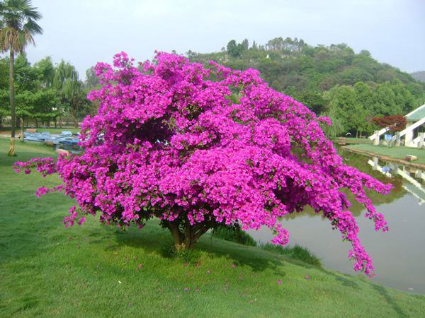 7 loại hoa này khi nở sẽ tươi tắn hàng ngày, để ban công có hoa nở quanh năm - 3 - kythuatcanhtac.com