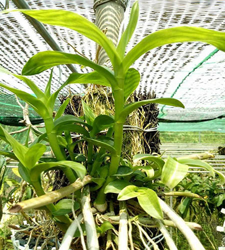 Sử dụng chất điều hòa sinh trưởng kích chồi và rễ cho cây hoa lan - kythuatcanhtac.com