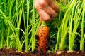 Cách trồng cà rốt tại nhà - kythuatcanhtac.com