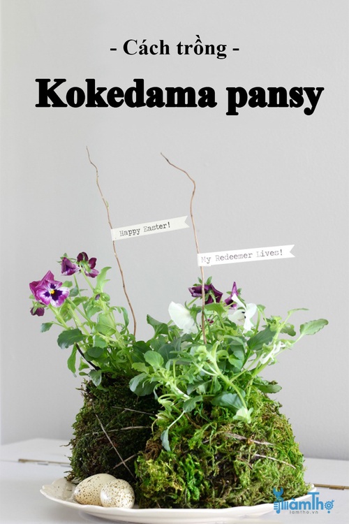 Cách trồng Kokedama mùa xuân trang trí không gian - kythuatcanhtac.com