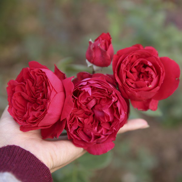 4 loại hoa thích hợp nhất cho người mới trồng, hoa nở cực nhiều và đẹp - 4 - kythuatcanhtac.com