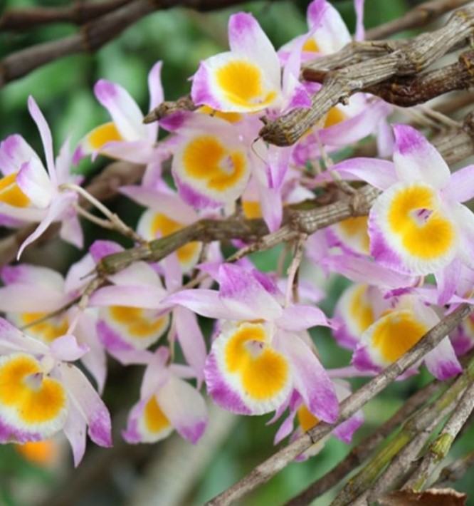 Hoa lan ngọc thạch - Những thông tin cần biết liên quan đến hoa lan ngọc thạch 20 - kythuatcanhtac.com