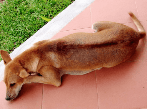 Chó Phú Quốc - Những thông tin cơ bản về loài chó Phú Quốc 17 - kythuatcanhtac.com