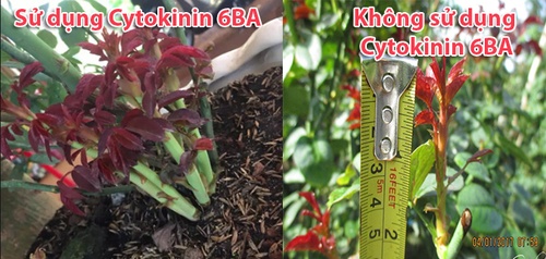 Sự khác biệt giữa cây hoa hồng sử dụng Cytokinin 6BA - kythuatcanhtac.com