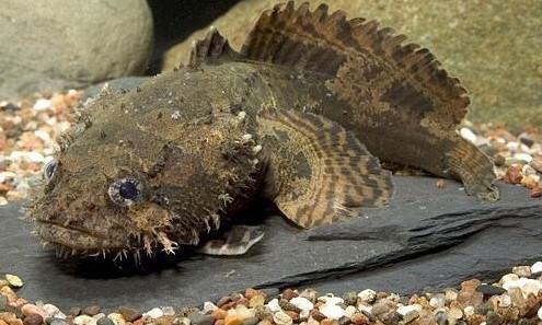Quái vật cá mặt quỷ nước ngọt - Thông tin về cá mặt quỷ nước ngọt 4 - kythuatcanhtac.com