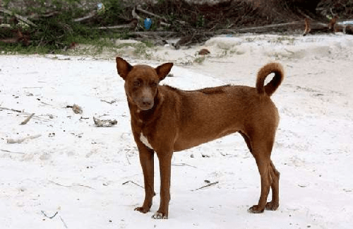 Chó Phú Quốc - Những thông tin cơ bản về loài chó Phú Quốc 14 - kythuatcanhtac.com