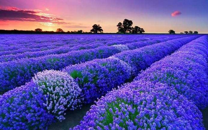 Cách chăm sóc hoa lavender - kythuatcanhtac.com