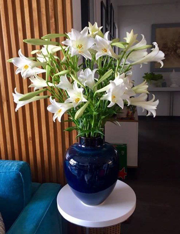 Mách các mẹ bí quyết chọn hoa loa kèn trắng muốt, mang về nở căng - 5 - kythuatcanhtac.com