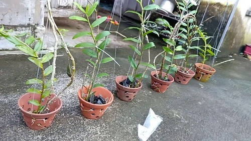 trồng lan trong chậu - kythuatcanhtac.com