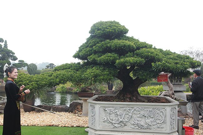 amp;#34;Choángamp;#34; với bộ ba cây quý gần 20 tỷ của đại gia Thái Nguyên - 8 - kythuatcanhtac.com