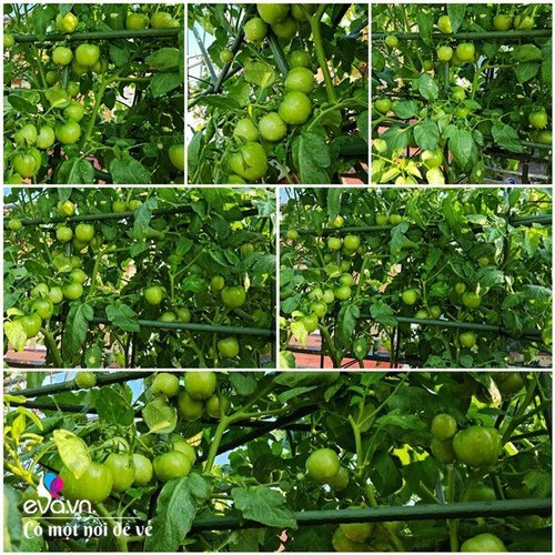 Mẹ Hưng Yên cẩu đất lên sân thượng trồng cà chua, vài tháng sau được cả vườn sai lúc lỉu - 14 - kythuatcanhtac.com