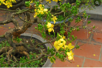 Phân loại các loại hoa mai tại Việt Nam - kythuatcanhtac.com