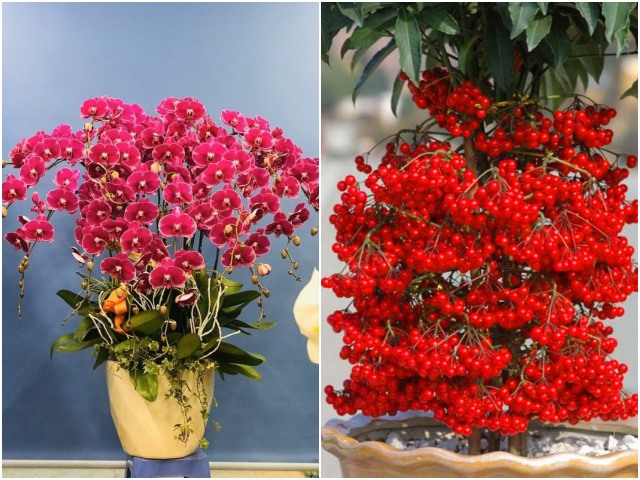 3 loại cây là cỗ máy nở hoa mùa đông, có màu đỏ rực như lửa, mang điềm lành - kythuatcanhtac.com
