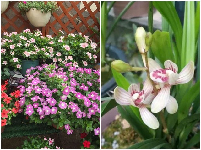 Chọn trồng 4 loại hoa này trên ban công, vừa đẹp, tươi lâu và dễ chịu - kythuatcanhtac.com