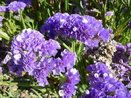 Hoa Salem - Đặc điểm, nguồn gốc, ý nghĩa và cách trồng - 4 - kythuatcanhtac.com