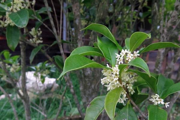 Cây Mộc Hương - Ý nghĩa, cách trồng và chăm sóc cho cây ra hoa đẹp - 4 - kythuatcanhtac.com